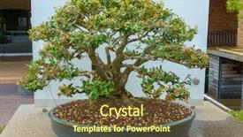  Presentation with bonsai - Audience pleasing PPT theme consisting of bonsai tree around 60-70 backdrop and a tawny brown colored foreground