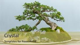 Presentation with bonsai - Cool new presentation theme with bonsai tree around 60-70 backdrop and a yellow colored foreground