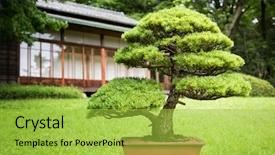  Presentation with bonsai - Slides enhanced with tree in a japanese garden background and a yellow colored foreground