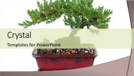  Presentation with bonsai - Theme featuring bonsai tree in ceramic pot background and a soft green colored foreground