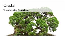  Presentation with bonsai - Amazing slides having tiny - bonsai tree isolated on white backdrop and a white colored foreground