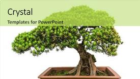  Presentation with bonsai - PPT layouts featuring bonsai tree isolated on white background and a yellow colored foreground