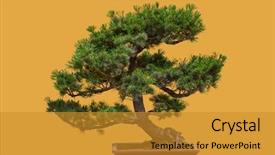 Presentation with bonsai - Beautiful slides featuring bonsai tree isolated on yellow backdrop and a gold colored foreground