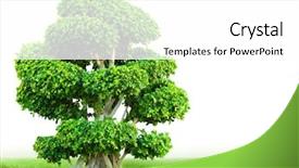  Presentation with bonsai - Audience pleasing slides consisting of bonsai tree on green grass backdrop and a white colored foreground