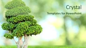  Presentation with bonsai - Theme consisting of bonsai tree on green nature background and a  colored foreground