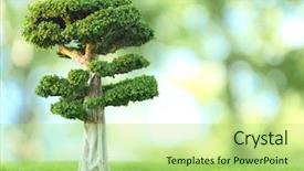 Presentation with bonsai - Colorful theme enhanced with bonsai tree on green nature backdrop and a mint green colored foreground