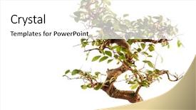  Presentation with bonsai - Slide set enhanced with elm leaf - bonsai tree on white background and a white colored foreground