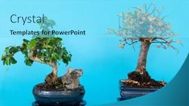  Presentation with bonsai - Colorful PPT theme enhanced with bonsai-tree-starting-to-grow backdrop and a arctic colored foreground