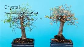  Presentation with bonsai - PPT theme featuring bonsai-tree-starting-to-grow background and a arctic colored foreground