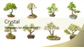  Presentation with bonsai - Beautiful theme featuring bonsai trees on white background backdrop and a soft green colored foreground