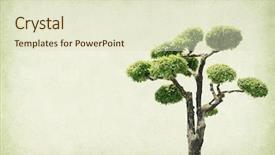  Presentation with antique paper texture - Audience pleasing presentation design consisting of bonsai with old grunge antique backdrop and a soft green colored foreground