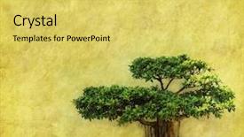  Presentation with bonsai - Colorful theme enhanced with bamyan - bonsai with old grunge antique backdrop and a yellow colored foreground