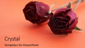  Presentation with thorn - Theme featuring book thorn - wilted roses on red background background and a  colored foreground