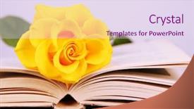  Presentation with yellow rose - Beautiful slides featuring book with yellow rose backdrop and a sky blue colored foreground