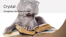  Presentation with puppy - PPT theme consisting of books glasses - weimaraner puppy background and a light gray colored foreground