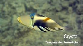  Presentation with fish ocean - Cool new presentation theme with boomerang - tropical fish picasso triggerfish gabulhi backdrop and a gray colored foreground