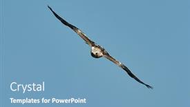  Presentation with eagle - Presentation having booted-eagle-in-flight-aquila background and a teal colored foreground