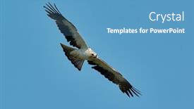 Presentation with eagle - Amazing PPT theme having booted-eagle-in-flight-aquila backdrop and a teal colored foreground