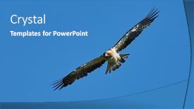  Presentation with eagle - Slides consisting of booted-eagle-in-flight-aquila background and a teal colored foreground