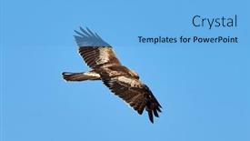  Presentation with in flight - PPT layouts enhanced with booted-eagle-in-flight-aquila background and a light blue colored foreground