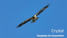  Presentation with eagle - PPT theme consisting of booted-eagle-in-flight-aquila background and a teal colored foreground