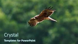  Presentation with flight - PPT layouts enhanced with booted-eagle-in-flight-aquila background and a tawny brown colored foreground