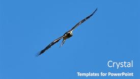  Presentation with flight - Beautiful PPT layouts featuring booted-eagle-in-flight-aquila backdrop and a teal colored foreground