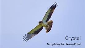  Presentation with flight invetors - Theme having booted-eagle-in-flight-aquila background and a  colored foreground