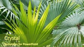  Presentation with palm sugar - Theme with borassus flabellifer sugar palm cambodian background and a tawny brown colored foreground