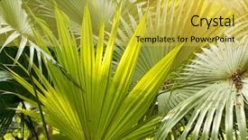  Presentation with palm sugar - Audience pleasing PPT theme consisting of borassus flabellifer sugar palm cambodian backdrop and a yellow colored foreground