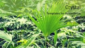  Presentation with palm sugar - Audience pleasing PPT theme consisting of borassus flabellifer sugar palm cambodian backdrop and a yellow colored foreground