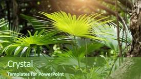  Presentation with palm sugar - Slides having borassus flabellifer sugar palm cambodian background and a tawny brown colored foreground