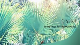  Presentation with palm sugar - Amazing slide deck having borassus flabellifer sugar palm cambodian backdrop and a seafoam green colored foreground