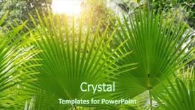  Presentation with palm sugar - Theme featuring borassus flabellifer sugar palm cambodian background and a forest green colored foreground