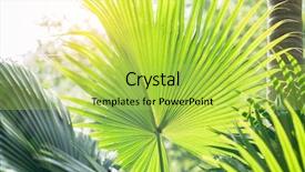  Presentation with palm sugar - PPT theme with borassus flabellifer sugar palm cambodian background and a yellow colored foreground