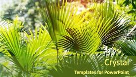  Presentation with palm sugar - Colorful theme enhanced with borassus flabellifer sugar palm backdrop and a tawny brown colored foreground