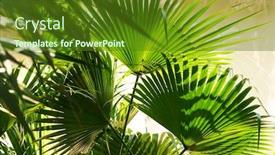  Presentation with palm sugar - Colorful PPT theme enhanced with borassus-flabellifer-sugar-palm backdrop and a tawny brown colored foreground