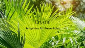  Presentation with palm sugar - Presentation theme consisting of borassus-flabellifer-sugar-palm background and a gold colored foreground