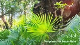  Presentation with palm sugar - Amazing presentation design having borassus-flabellifer-sugar-palm backdrop and a tawny brown colored foreground