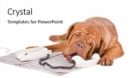  Presentation with newspaper - Slide deck featuring bordeaux arguing over the phone background and a white colored foreground