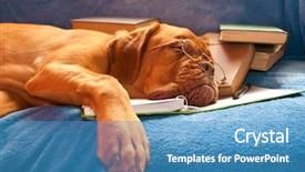  Presentation with tired - PPT theme having bordeaux asleep over the book background and a teal colored foreground