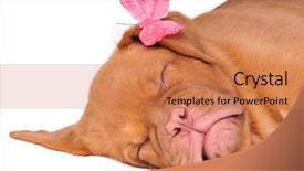  Presentation with puppy - PPT theme enhanced with bordeaux asleep with pink butterfly background and a coral colored foreground
