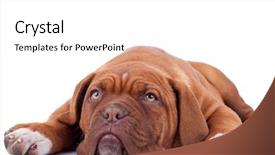  Presentation with cute - Amazing theme having bordeaux loiking a little sad backdrop and a white colored foreground