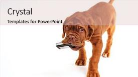  Presentation with puppy - Slide set enhanced with bordeaux puppy playing with cell background and a soft green colored foreground