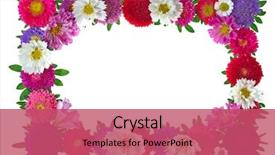  Presentation with frame border - Amazing slide set having border - colorful aster floral frame isolated backdrop and a red colored foreground