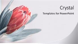  Presentation with protea flower - Beautiful PPT theme featuring border - protea flowers bunch blooming pink backdrop and a white colored foreground