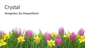  Presentation with narcissus - Audience pleasing PPT layouts consisting of border - spring narcissus and tulips flowers backdrop and a white colored foreground
