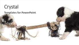  Presentation with rope - Presentation theme with border collie - two crossbreed puppies playing background and a cream colored foreground