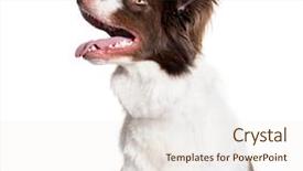  Presentation with border - Colorful PPT theme enhanced with border collie 1 year old backdrop and a  colored foreground