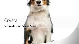  Presentation with border - Cool new theme with border-collie-1-year-old backdrop and a  colored foreground